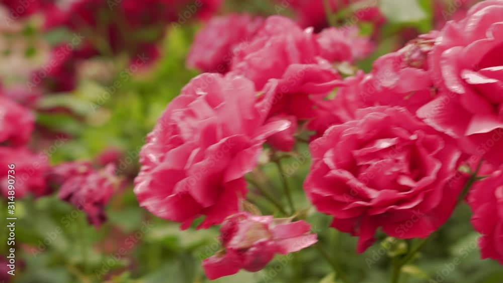 Blossom branch with red roses and small buds on bushes Blossom branch with red roses and small buds on bushes