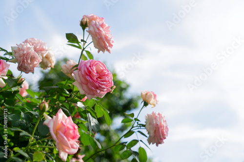 Wide web banner with roses photo