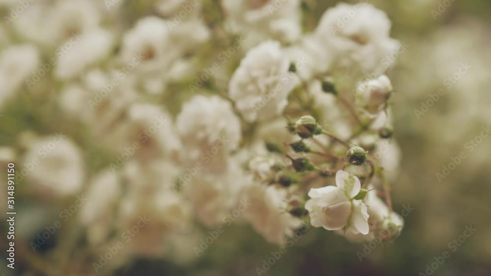 Blossom branch with white flowers and small buds on bushes Blossom branch with white flowers and small buds on bushes