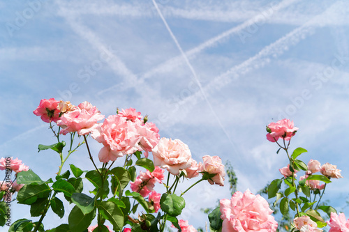 Fototapeta Naklejka Na Ścianę i Meble -  Wide web banner with roses