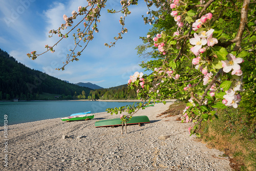 blooming apple tree branches at walchensee lakeside, gravel beach and boats, bavarian landscape photo