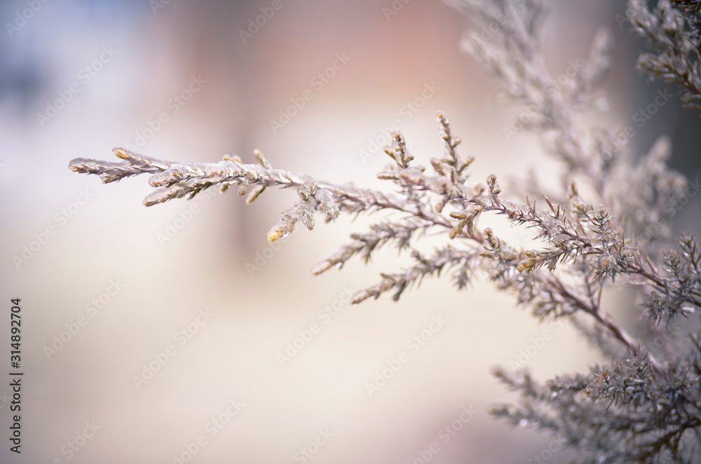 Icy Cedar Tree Needles with Warm Blurred Background
