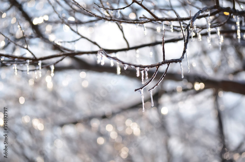 Winter Tree Branches in Motion with Icicles