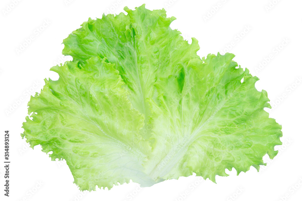 Salad leaf. Lettuce isolated on white background with clipping path. Salad leaf. Lettuce isolated on white background with clipping path.