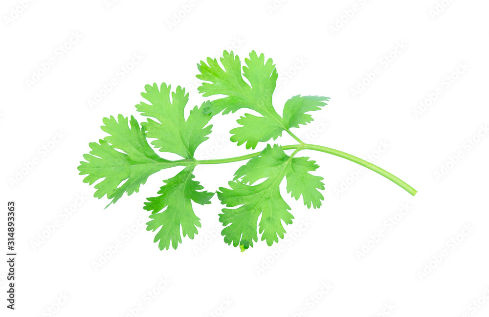 Coriander leaf isolated on white background with clipping path. Coriander leaf isolated on white background with clipping path.