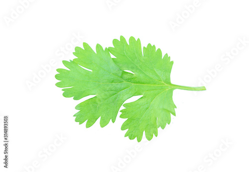 Coriander leaf isolated on white background with clipping path.