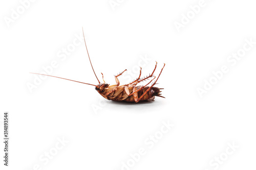 dead cockroach on white