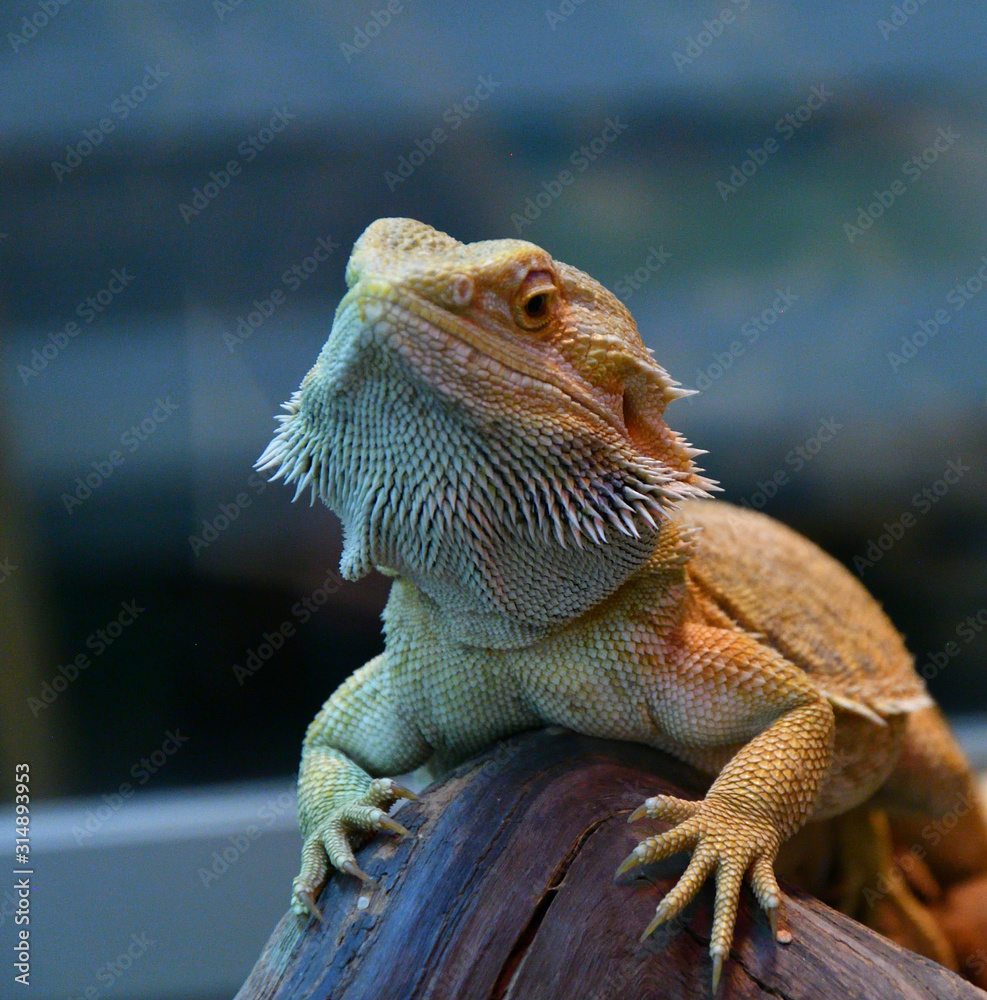 Obraz premium Bearded agama (Lat. Pogona barbata)