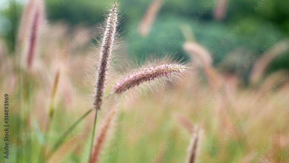 grass in the wind, cattails flower outdoor summer grass in the wind, cattails flower outdoor summer