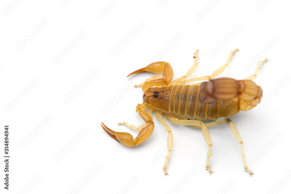African venom Scorpion isolated on white background African venom Scorpion isolated on white background