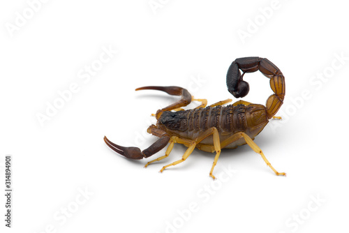 African venom Scorpion isolated on white background
