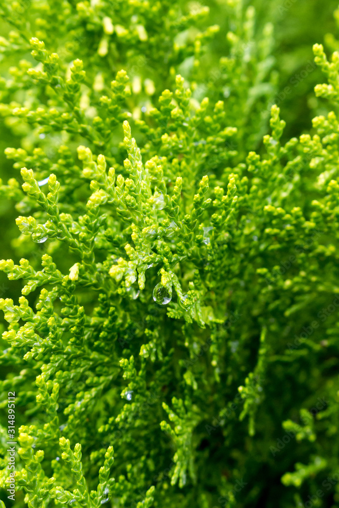 Tuya or Thuja is a genus of gymnospermous conifers of the cypress family (Cupressaceae) site with dew drops Tuya or Thuja is a genus of gymnospermous conifers of the cypress family (Cupressaceae) site with dew drops