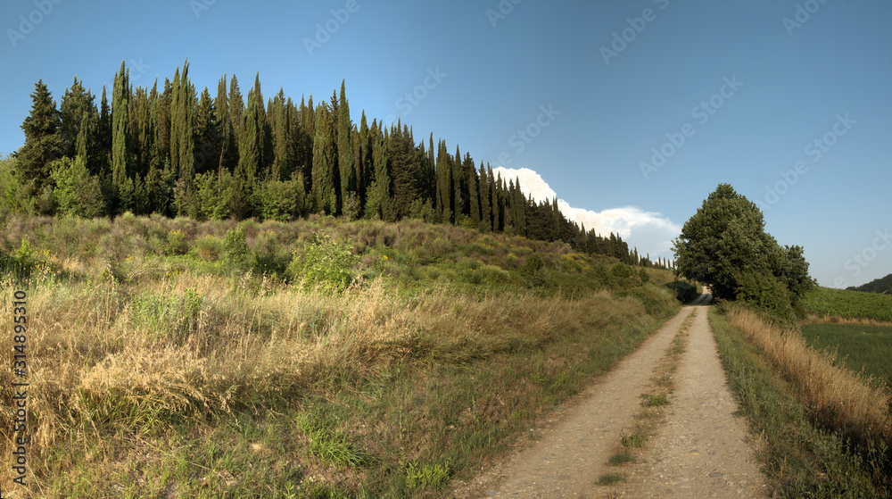 Tuscan Cypresses on hillside by dirt track