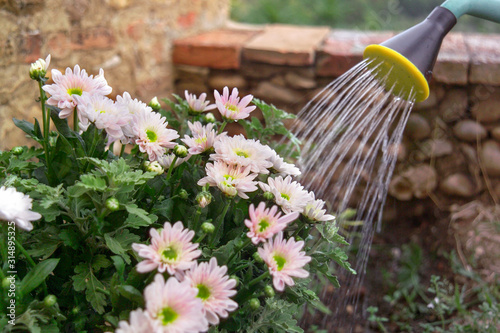 Watering Chrysanthemums in a flowerbed garden.