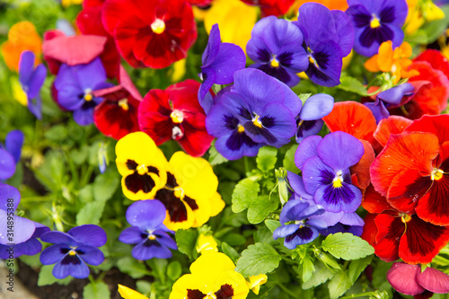 Pansy flowers, yellow, violet and red, close up. 