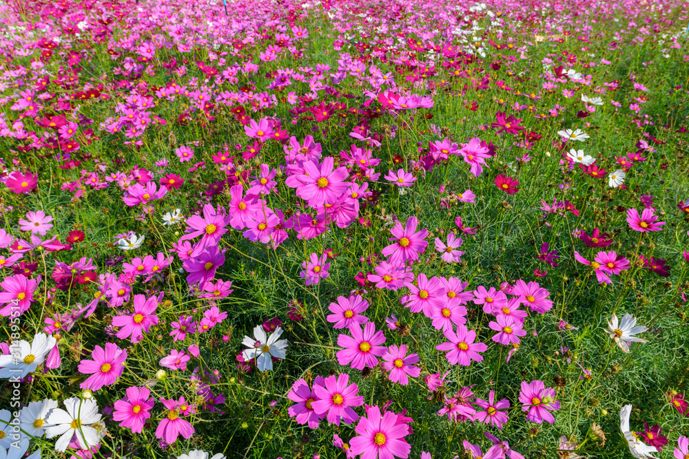 Naklejka premium Beautiful cosmos flowers blooming in cosmos field