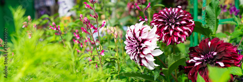 Fototapete Dahlia flowers garden