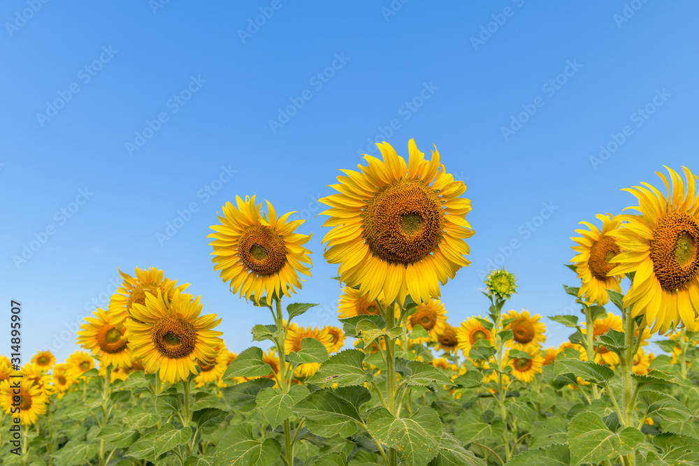 Beautiful sunflower blooming in sunflower field Beautiful sunflower blooming in sunflower field