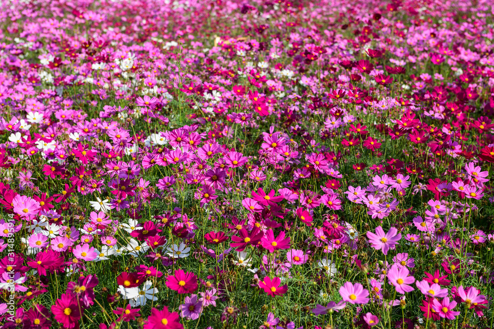 Beautiful cosmos flowers blooming in cosmos field at Saraburi,