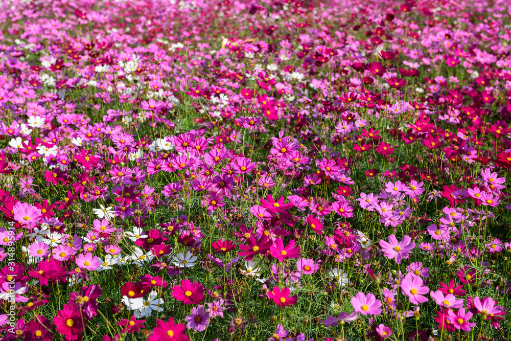 Beautiful cosmos flowers blooming in cosmos field at Saraburi, Beautiful cosmos flowers blooming in cosmos field at Saraburi,
