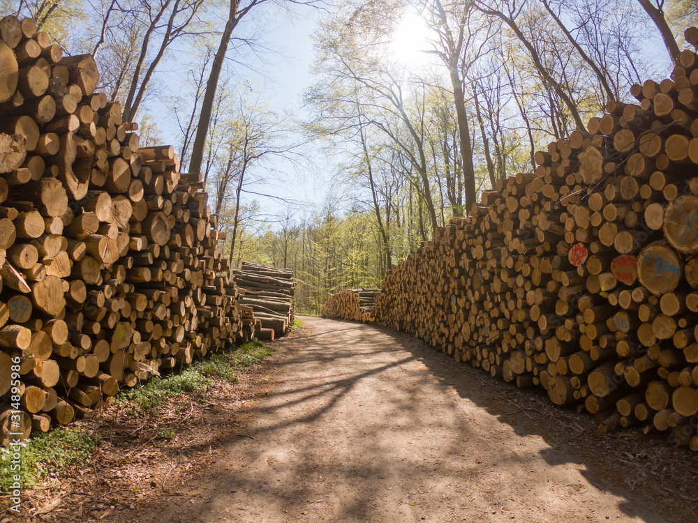 gestapeltes Holz an einem Waldweg, Baumstämme