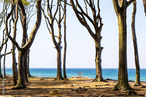 Fototapeta Naklejka Na Ścianę i Meble -  einzelne Bäume am Meer, Ostsee