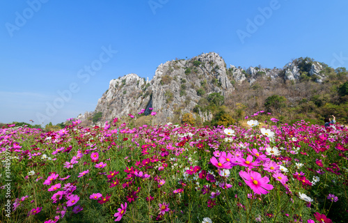 Beautiful pink cosmos field with .Limestone mountains