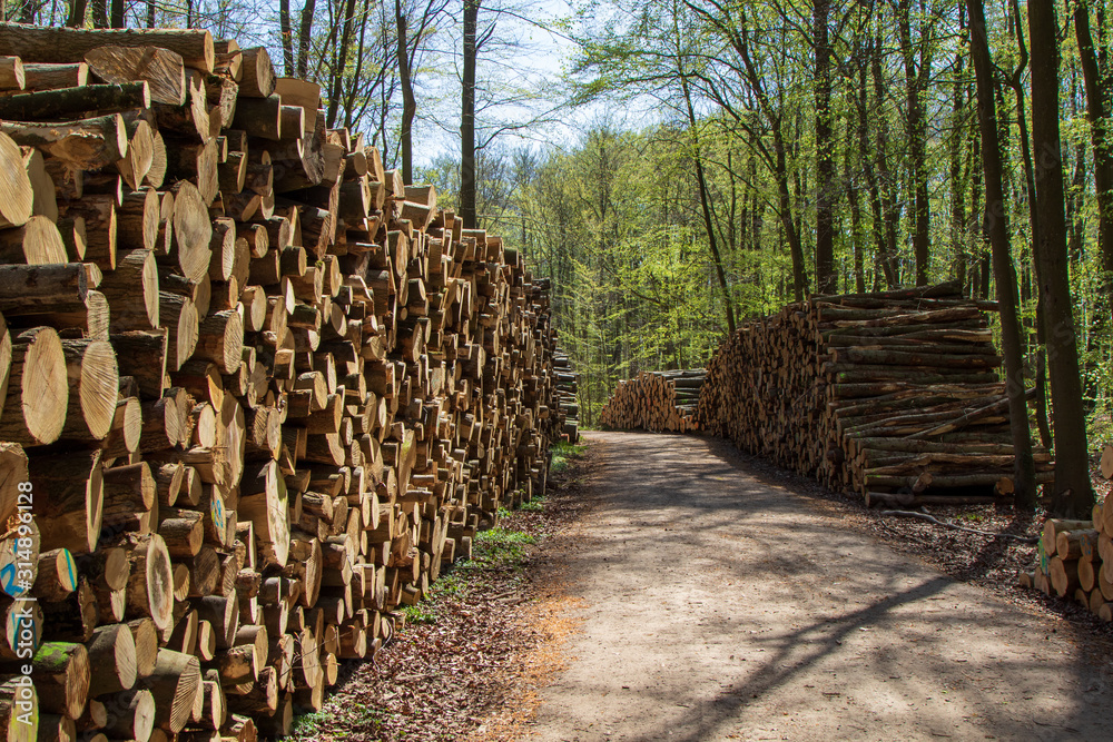 Holzstapel an einem Waldweg