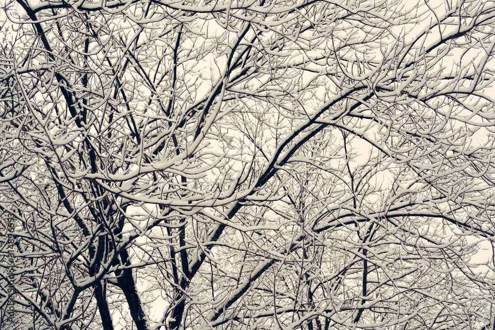 Black branches of the trees are covered with white snow. Winter background. Black branches of the trees are covered with white snow. Winter background.