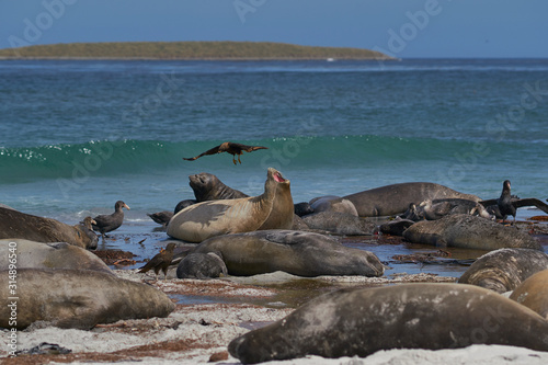 Southern Giant Petrel (Macronectes giganteus), Northern Giant Petrel (Macronectes halli) and Striated Caracara feeding on the carcass of a Southern Elephant Seal on Sea Lion Island in the Falklands