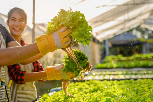 agriculture, gardener, farm, harvest, vegetable, technology concept. The gardener harvesting lettuce at vegetable growing house in morning.. photo