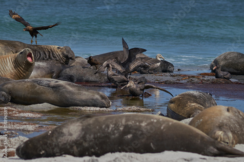 Southern Giant Petrel  Macronectes giganteus   Northern Giant Petrel  Macronectes halli  and Striated Caracara feeding on the carcass of a Southern Elephant Seal on Sea Lion Island in the Falklands