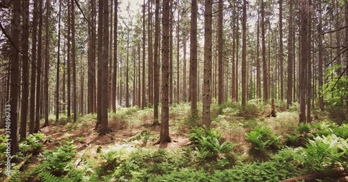 path in the forest