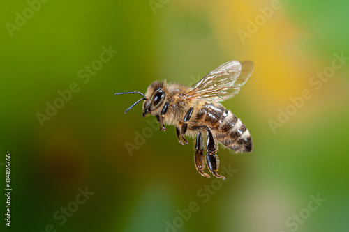 Apis mellifera flying,  Bienenflug, fliegende Honigbiene, Apis mellifera fliegend, Biene im Anflug, fliegendes Insekt, Insektenflug, Flying honey bee, Flying insect photo