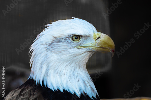 eagle photo