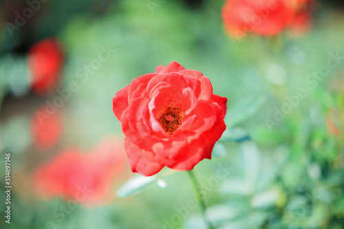 Beautiful red roses flower in the garden