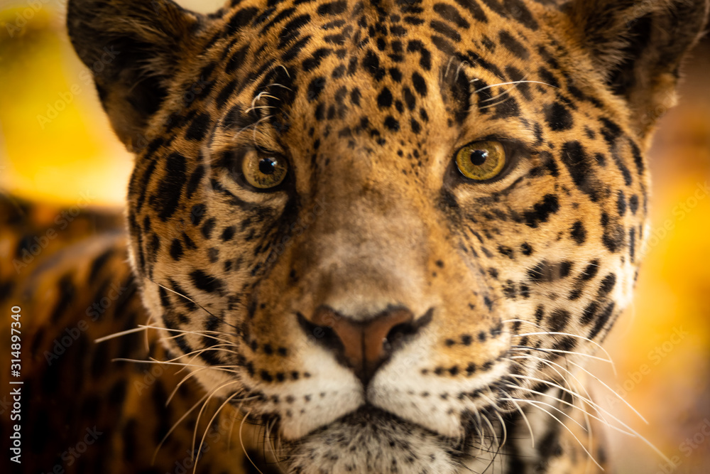 spotted leopard spotted leopard