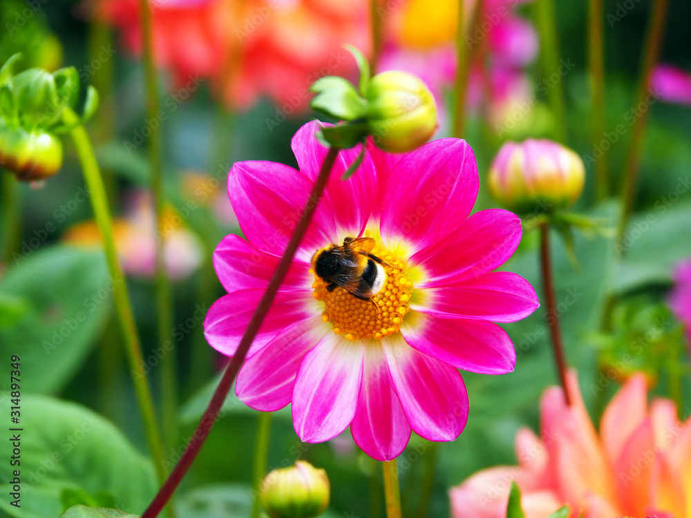 Bee on a colorful single blooming Peony pink and white Dahlia with broad and flat petals and green bokeh leaf background Bee on a colorful single blooming Peony pink and white Dahlia with broad and flat petals and green bokeh leaf background