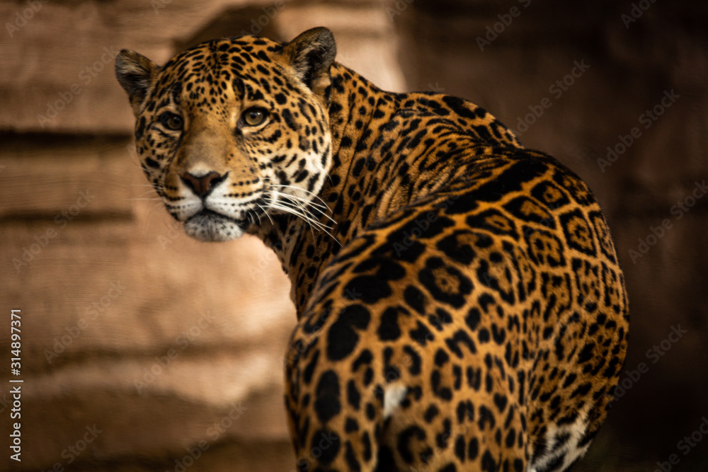 Obraz premium spotted leopard