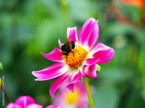 Bee on a colorful single blooming Peony pink and white Dahlia with broad and flat petals and green bokeh leaf background