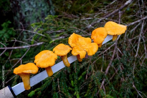 Yellow chanterelle mushrooms on a long knife and forest background 