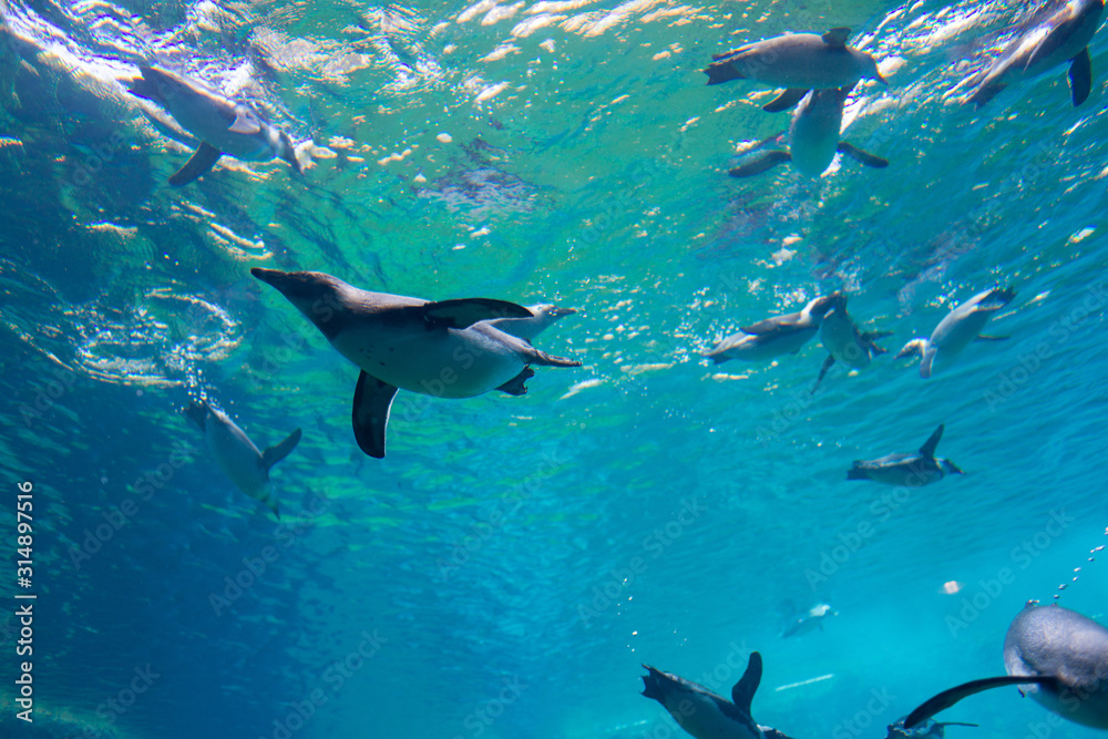 A flock of penguins underwater in the aquarium, blue water