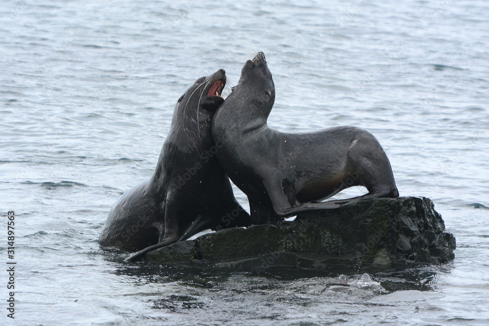 Fototapeta premium kämpfende Seelöwen
