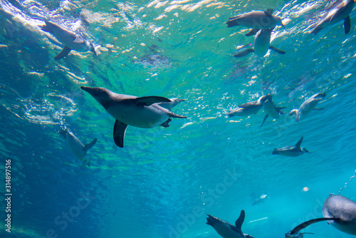 Obraz na płótnie A flock of penguins underwater in the aquarium, blue water w salonie