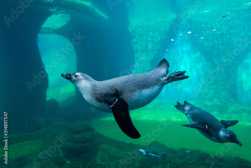 penguins in blue water at the zoo, aquarium and underwater animals