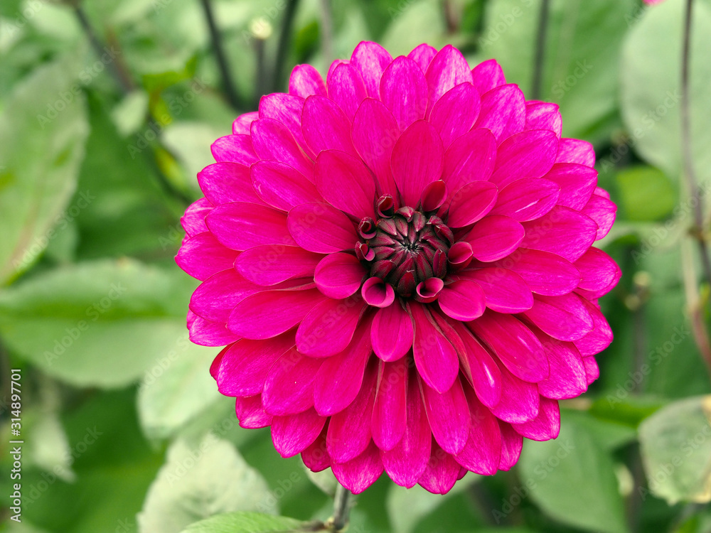 Closeup of colorful pink decorative double blooming Dahlias with broad and flat petals and green leaves background