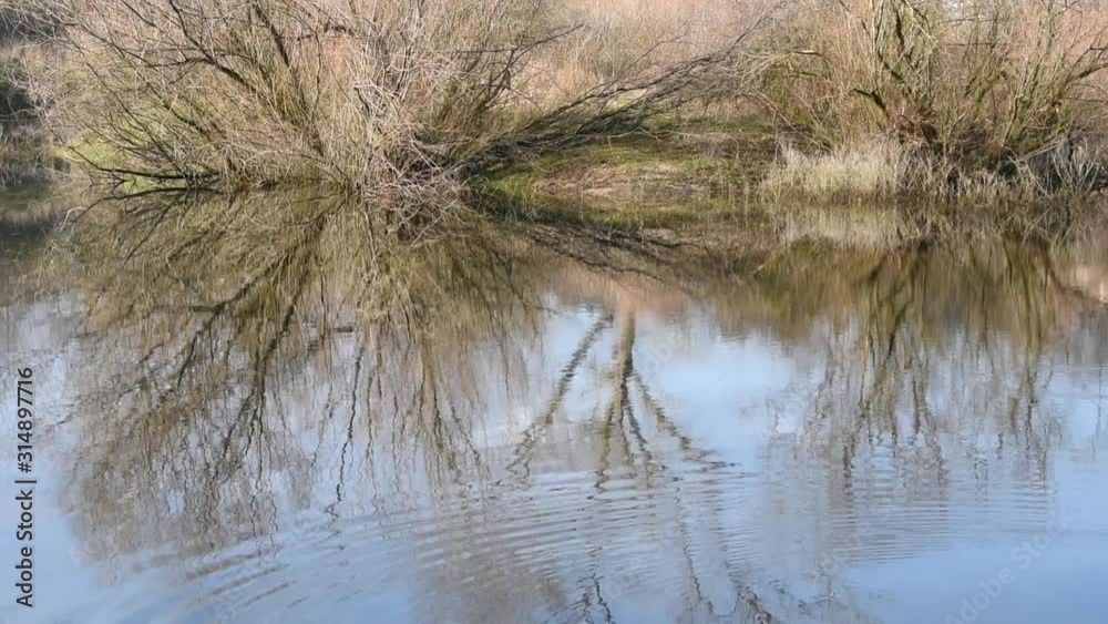 Reflection of a shrub on the water surface and water ripples Reflection of a shrub on the water surface and water ripples