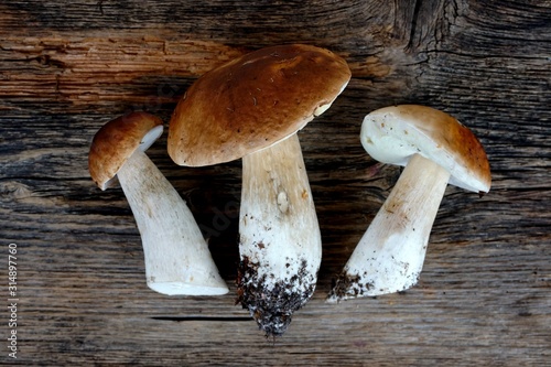 Mushrooms boletus on an old wooden background 