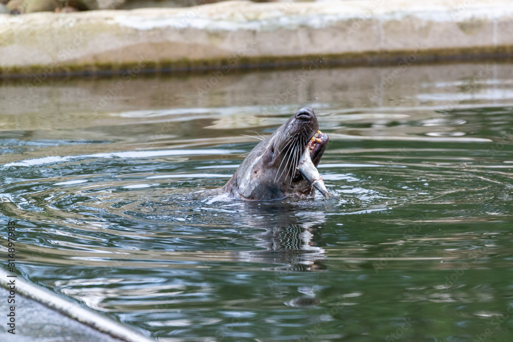 Fototapeta premium Seal taking fish for snack in water