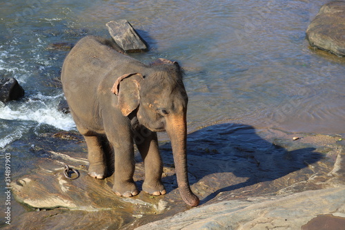 Photography elephants in water